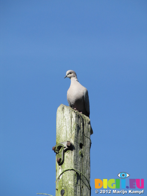 SX22817 Collared Dove (Streptopelia decaocto) on pole